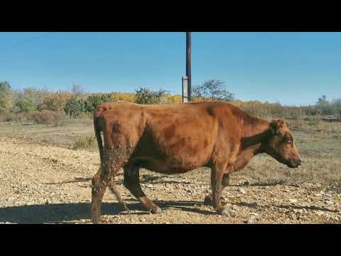 Видео: УСПЕНО- ЮРЬЕВКА . ПРОДОЛЖАЕМ ПОИСК.ЕДЕМ на БУРЖУЙКУ.