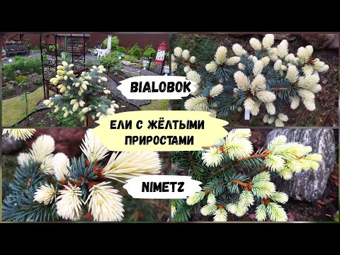 Видео: Ели с жёлтыми приростами. Bialobok и Nimetz.