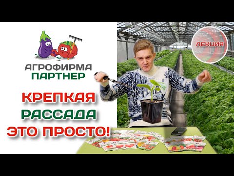 Видео: Как избежать ошибок при выращивании рассады | Крепкая рассада – это просто! #огород #рассада #семена