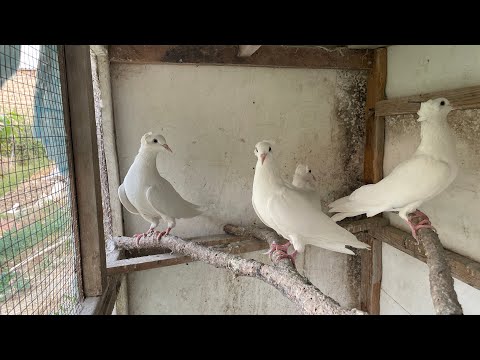 Видео: 😱ЎЗИМНИ КАБУТАРЛАРИМ. БЕЛЫЙ ЧУБАТИЙ БАКИНСКИЕ
