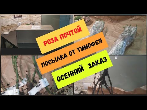 Видео: Роза почтой - посылка от Тимофея. Осенний заказ.