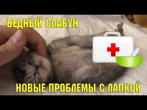 Видео: Котёнок борется за жизнь | спасение котёнка | больница