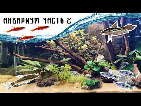 Видео: Мои подводные питомцы - расборы бригитта, пигмеи, гурами пумила, отоцинклюс. Аквариум 27 литров