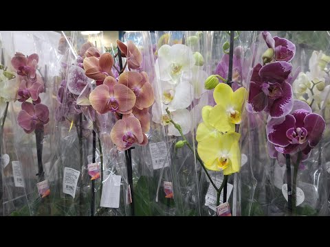 Видео: Лемана Про: Свежие Орхидеи по 980 рублей / 27 октября 2025г.
