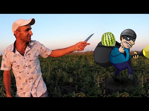 Видео: 🍉АРБУЗНЫЕ ВОРЫ