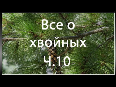 Видео: Можжевельник горизонтальный GLAUCA / Juniper horizontal GLAUCA