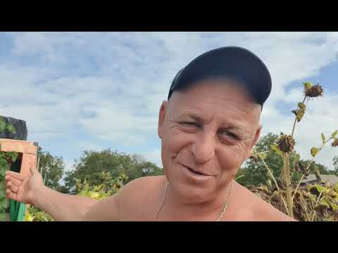 Видео: Ось що вас чекає,  якщо купували саджанці у мене. 