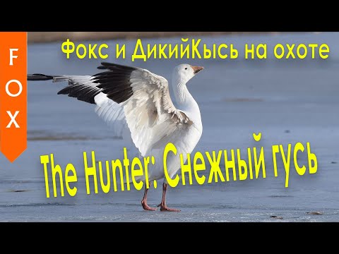 Видео: Снежный Гусь The Hunter