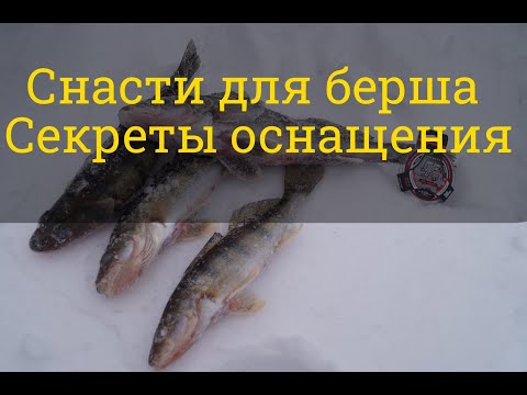 Видео: Снасти для берша. Монтаж, мормышки, леска, кивок. Собираем уловистую снасть.