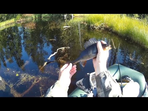 Видео: Рыбалка с супругой на таежной ламбушке.
