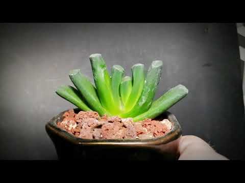 Видео: Моя хавортия трунката(haworthia truncata). Обзор на мой красивый суккулент. Особенности и уход.