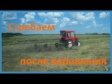 Видео: Сгребаю молодое сено после ворошения турецкими граблями Bozkurt и трактором Weituo