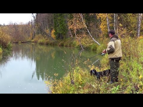 Видео: Осенью в глухой тайге. Ловля на спиннинг. Рыбалка. Хариус. Грибы. Глухарь. Заброшенные дома. Север