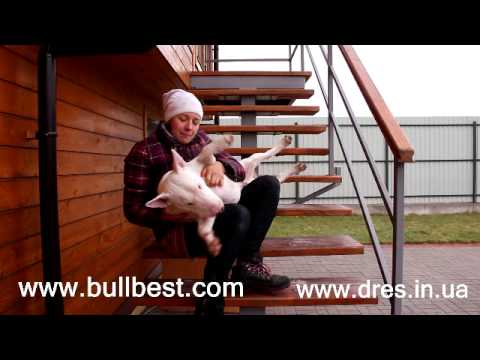 Видео: Бультерьер - особенности и характер породы (факты, а не мифы о бультерьерах)