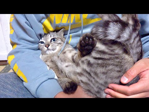 Видео: Инцидент с кошачьей мочой.