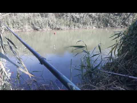 Видео: 18вид.Илонбош ови бунакаси хали булмаган эди