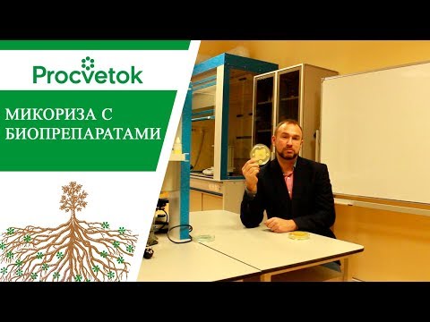 Видео: Факт. Биопрепараты подавляют микоризу.