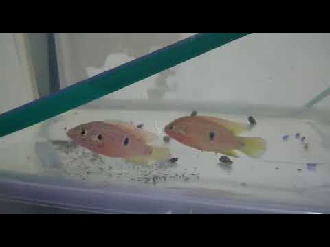 Видео: Хромис с мальками