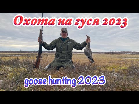 Видео: Весенняя охота на гуся 2023 Spring goose hunting