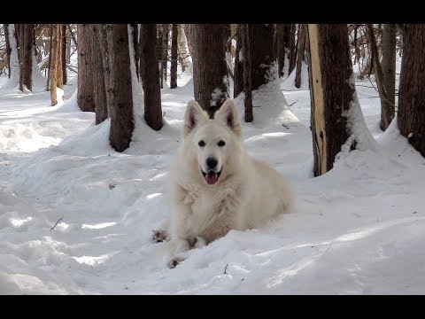 Видео: Возрастные изменения характера собаки. Белая Швейцарская Овчарка.