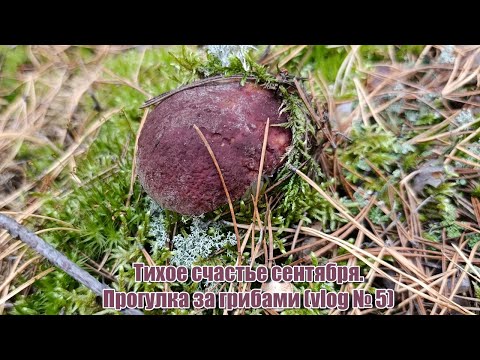 Видео: Тихое счастье сентября. Прогулка за грибами (vlog № 5)