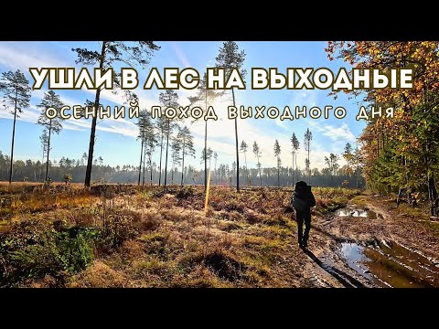 Видео: Ушли в лес на выходные | Осенний поход по Беларуси