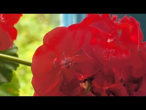 Видео: всім приємного спілкування друзі