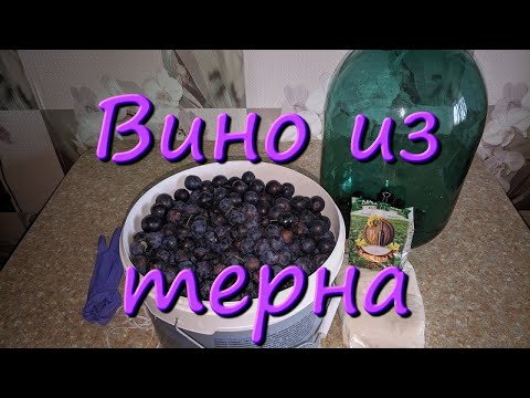 Видео: Вино Из Терна Дикая Слива Простой Рецепт Вина В Домашних Условиях Домашнее Вино