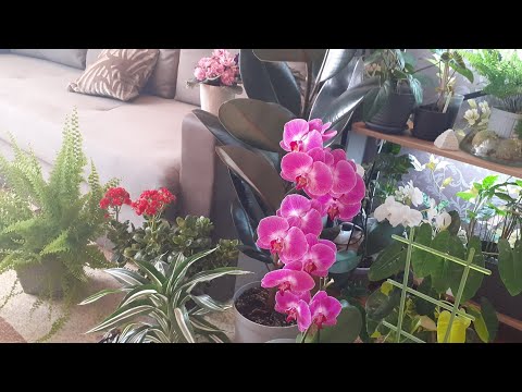 Видео: ОБЗОР Комнатных Растений 15.06.25 | Самые Красивые и Непривередливые💚💚💚