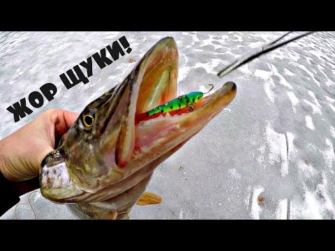 Видео: БЕШЕННЫЙ КЛЁВ ЩУКИ ЗИМОЙ! Попали на жор! Ловля на балансир.