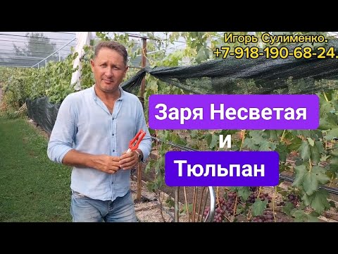 Видео: Ультраранние:Заря Несветая и Тюльпан.