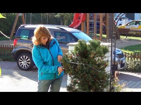 Видео: Декоративная стрижка тиса (ч.1).