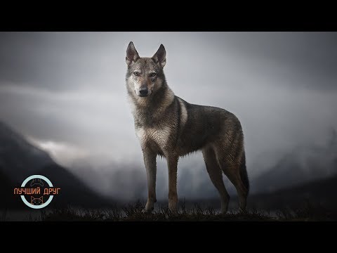 Видео: Лучший друг. Выпуск 14. Чешский влчак (Волчак, чехословацкая волчья собака)