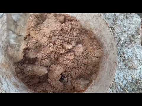Видео: Тауықтарыма беретін жем және күрік туралы ақпарат#rek #көктем #funny #адлер2024 #birds