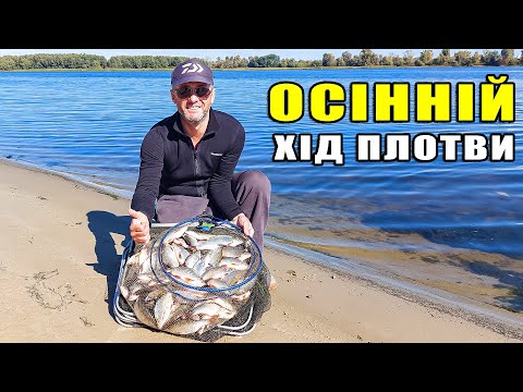 Видео: НАТРАПИЛИ НА ГАРНУ ПЛОТВУ. Де і як клює плотва в Києві. Фідена риболовля наприкінці вересня.