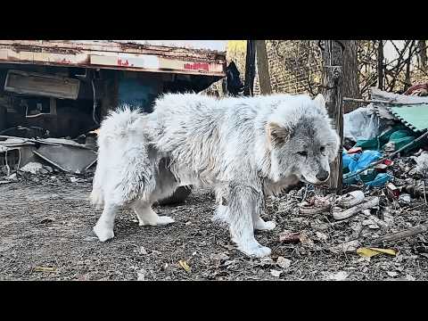 Видео: После ареста хозяина старый пёс выживал на свалке, постепенно теряя надежду на жизнь.