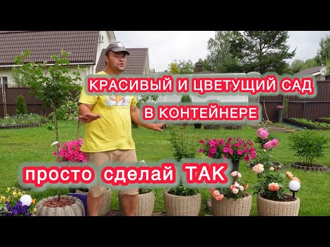 Видео: САД В КОНТЕЙНЕРЕ ЭТО ПРОСТО.  Самый лучший способ посадки роз и не только…