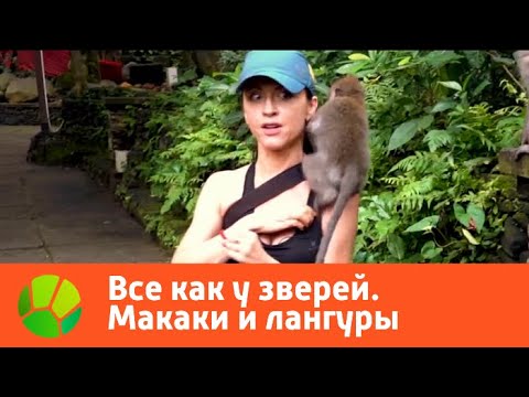 Видео: Все как у зверей. Макаки и лангуры | Живая Планета