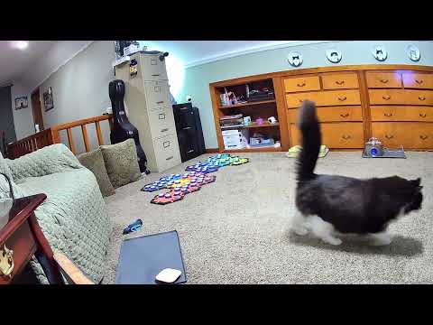 Видео: Первая просьба Тодда после возвращения папы домой очень конкретна. — Тодд — говорящий кот-пуговица