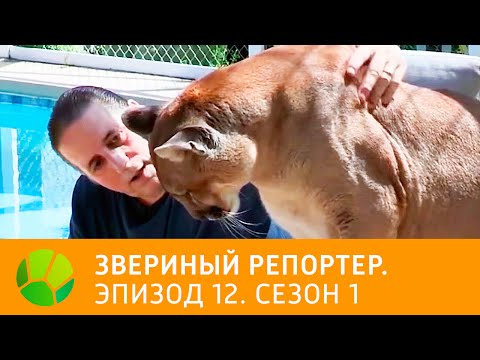 Видео: Звериный репортер. Эпизод 12. Сезон 1 | Живая Планета