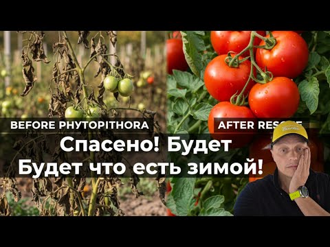 Видео: 11 сентября 2025 г.