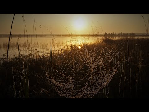 Видео: Катромское озеро (начало июня 2020)