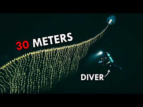 Видео: Сифонофоры: самые большие существа в океане