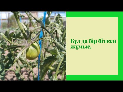 Видео: Қызанақтардың артық жапырақтарың алу. Қызанақтарды өсіру барысы. Қызанақ. Қызанақ күтімі.
