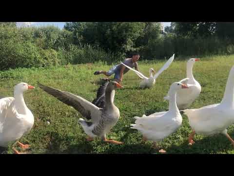 Видео: Вот это хохма! Зачем и для чего мы их гоняли?