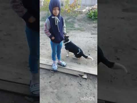 Видео: СОБРАЛИ СОСЕДСКИЕ ОРЕХИ