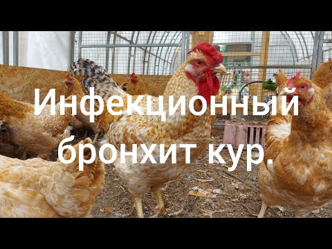 Видео: Инфекционный бронхит кур.