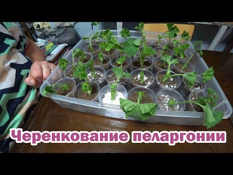 Видео: Укоренение пеларгонии