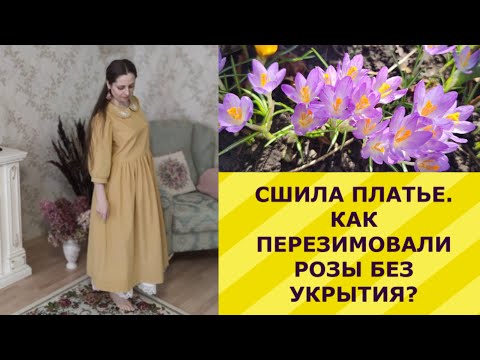 Видео: ДЕЛА САДОВЫЕ И ДОМАШНИЕ. СШИЛА ПЛАТЬЕ. КАК ПЕРЕЗИМОВАЛИ РОЗЫ БЕЗ УКРЫТИЯ?
