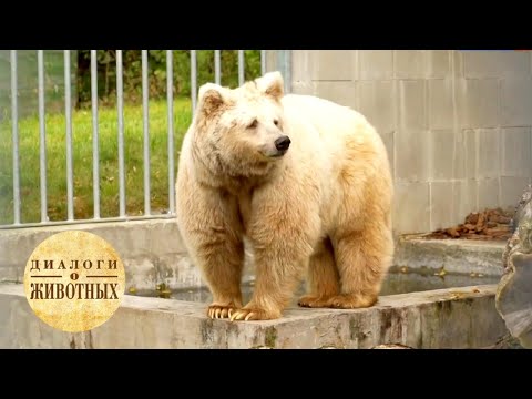 Видео: Зоопарки Чехии. 9 серия / Диалоги о животных